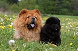 CHOW CHOW 463
